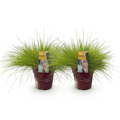 Buitenplant 2x Festuca glauca 'Golden Toupee' - Bladhoudend - Pot Ø 17cm Hoogte ↕ 50cm