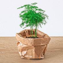 Kamerplant - Asparagus Setaceus Plumosus - Sierasperge - Potmaat 6