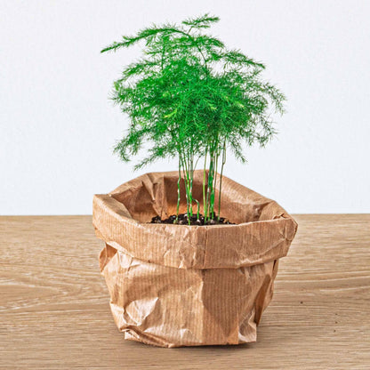 Kamerplant - Asparagus Setaceus Plumosus - Sierasperge - Potmaat 6