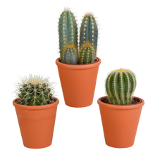 Kamerplant 3x Cactus mix - incl. terracotta pot - Pot Ø 8,5cm