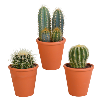 Kamerplant 3x Cactus mix - incl. terracotta pot - Pot Ø 8,5cm