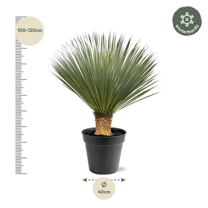 Buitenplant - Yucca rostrata - Winterhard - Pot Ø 40cm Hoogte ↕ 100-120cm