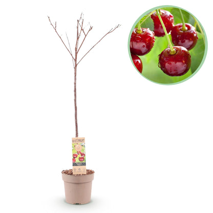 Buitenplant - Kersenboom Prunus avium Regina - Rode kers - Pot Ø 21cm Hoogte ↕ 90cm