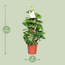 Kamerplant - Epipremnum Pinnatum op Mosstok - Pot Ø 15cm Hoogte ↕ 60cm