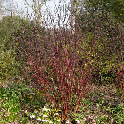 Buitenplant - Cornus alba 'Kesselringii' - Paarse takken - Pot Ø 17cm Hoogte ↕ 45cm