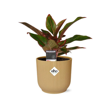 Kamerplant - Aglaonema Crete - Pot Ø 14cm