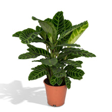 Kamerplant - Calathea Zebrina - Pot Ø 19cm Hoogte ↕ 80cm