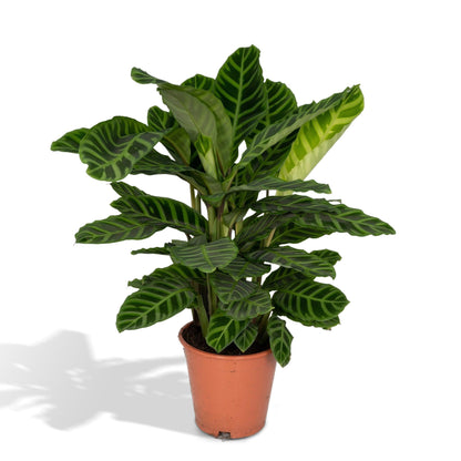 Kamerplant - Calathea Zebrina - Pot Ø 19cm Hoogte ↕ 80cm