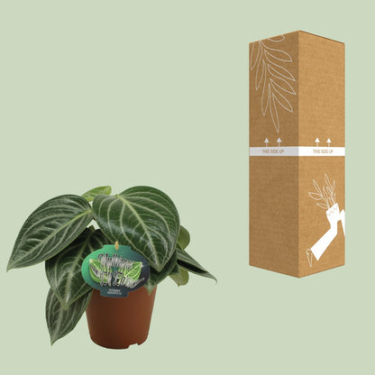 Kamerplant - Peperomia Sarcophylla - Pot Ø 15cm Hoogte ↕ 25cm