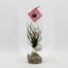 Kamerplant - Tillandsia Cyanea - Bloeiend - Pot Ø 11cm Hoogte ↕ 38cm