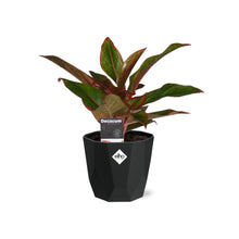 Kamerplant - Aglaonema Crete - Pot Ø 14cm