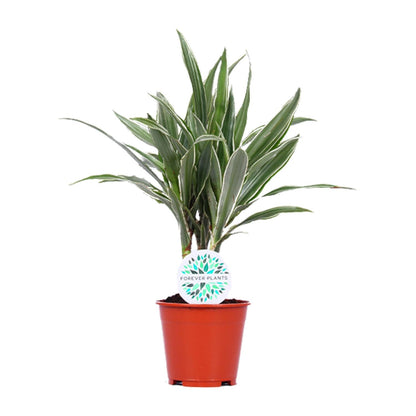 Kamerplant - Dracaena Warneckei - Pot Ø 14cm Hoogte ↕ 55cm