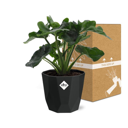 Kamerplant - Philodendron Atom - Pot Ø 14cm