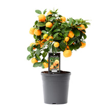 Kamerplant - Citrus Calamondin - Pot Ø 15cm Hoogte ↕ 40cm