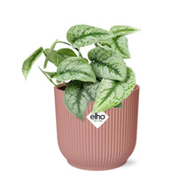 Kamerplant - Scindapsus Pictus 'Trebie' - Pot Ø 14cm