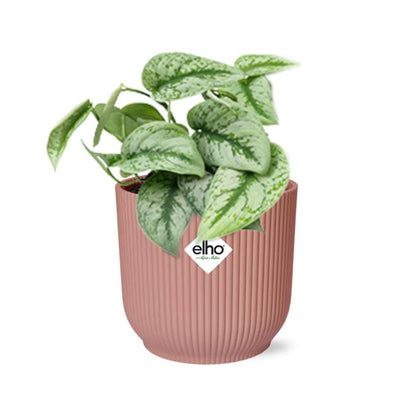 Kamerplant - Scindapsus Pictus 'Trebie' - Pot Ø 14cm