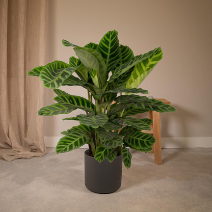 Kamerplant - Calathea Zebrina - Pot Ø 19cm Hoogte ↕ 80cm