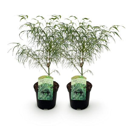 Buitenplant 2x Acer palmatum 'Koto-no-ito' - Pot Ø 19cm Hoogte ↕ 70cm