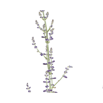 Buitenplant - Perovskia Atriplicifolia - Bloeiend - Pot Ø 19cm Hoogte ↕ 50-60cm