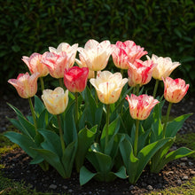 Bloembollen 12x Tulp Hemisphere mix - Diverse Kleuren - Bolmaat 11/12