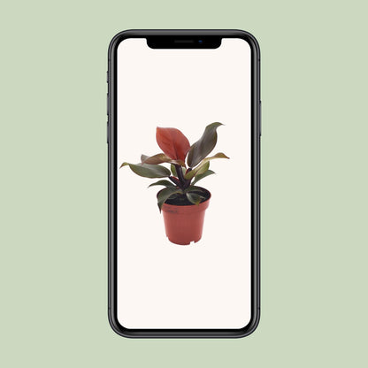 Kamerplant - Philodendron Imperial Red - Pot Ø 12cm Hoogte ↕ 25cm