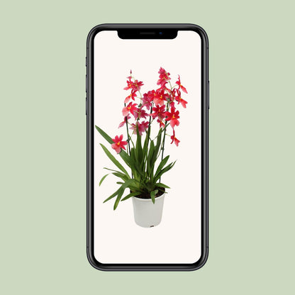 Kamerplant - Orchidee Cambria Nelly Isler - Pot Ø 19cm Hoogte ↕ 70cm