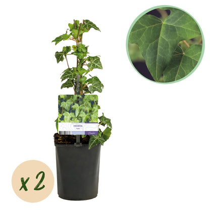Buitenplant 2x Hedera helix - Klimplant - Groenblijvend - Pot Ø 11cm Hoogte ↕ 40cm