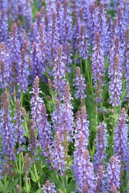 Buitenplant 24x Salvia nem. 'Caradonna' - Bloeiend - Pot Ø 9cm Hoogte ↕ 10-25cm