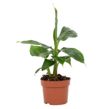 Kamerplant - Musa Tropicana - Pot Ø 12cm Hoogte ↕ 27cm