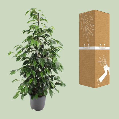 Kamerplant - Ficus benjamina Danielle - Pot Ø 21cm Hoogte ↕ 95cm