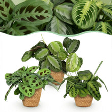 Kamerplant 3x Maranta mix - Gebedsplant - Pot Ø 12cm Hoogte ↕ 25cm