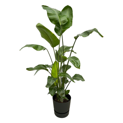 Kamerplant - Strelitzia Nicolai - Hoogte ↕ 35-250cm