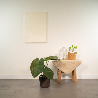 Kamerplant - Alocasia Wentii + Mand Igmar - Pot Ø 19cm Hoogte ↕ 65cm