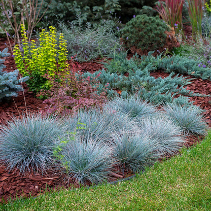 Buitenplant 2x Festuca glauca 'Intense Blue' - Bladhoudend - Pot Ø 17cm Hoogte ↕ 50cm