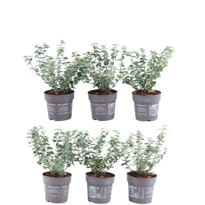 Buitenplant 6x Euonymus fortunei 'Emerald Gaiety' - Winterhard - Pot Ø 9cm Hoogte ↕ 10-25cm