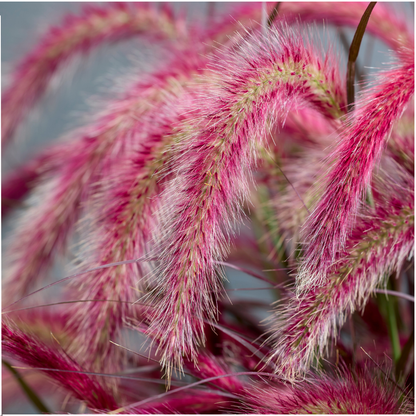 Buitenplant 2x Pennisetum 'Tiny Tails' - Pot Ø 19cm Hoogte ↕ 40-50cm