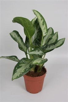Kamerplant - Aglaonema Jubilee Compacta - Luchtzuiverend - Pot Ø 12cm Hoogte ↕ 35cm
