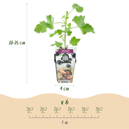 Buitenplant 3x Ribes Jostabes - Winterhard - Pot Ø 9cm