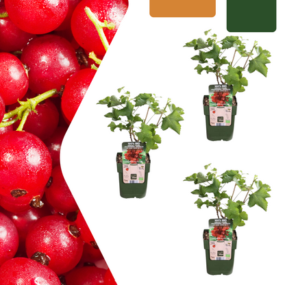 Buitenplant 3x Biologische Kruisbessenplant - Pot Ø 13cm Hoogte ↕ 20cm