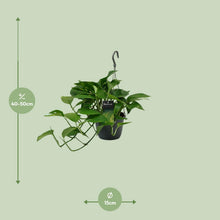 Kamerplant - Scindapsus (Epipremnum) - Pot Ø 15cm Hoogte ↕ 45cm