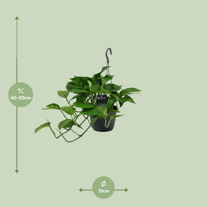 Kamerplant - Scindapsus (Epipremnum) - Pot Ø 15cm Hoogte ↕ 45cm