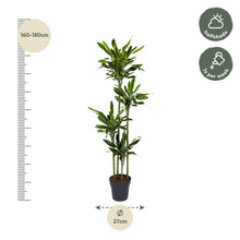 XL Kamerplant - Dracaena Golden Coast - Pot Ø 27cm Hoogte ↕ 170cm
