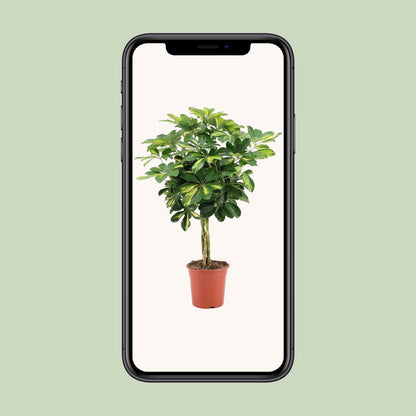 Kamerplant - Schefflera Arboricola Gold Capella - Pot Ø 19cm Hoogte ↕ 75cm
