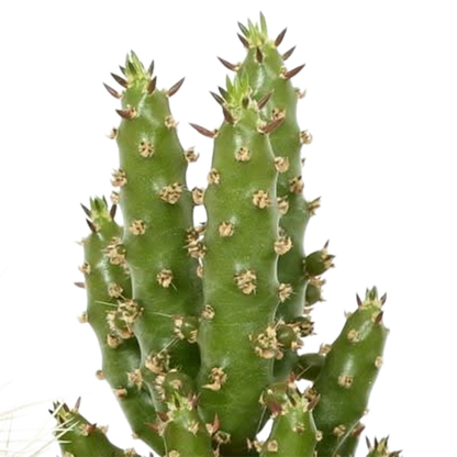 Kamerplant 5x Cactus mix - in Mexicaanse pot - Pot Ø 5.5cm