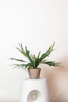 Kunstplant - Staghorn Fern Hertshoornvaren - Hoogte ↕ 50cm