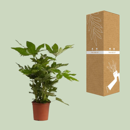 Kamerplant - Fatsia Japonica - Pot Ø 17cm Hoogte ↕ 40cm