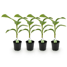 Buitenplant 4x Musa Basjoo - Winterhard - Pot Ø 17cm Hoogte ↕ 40cm