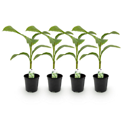 Buitenplant 4x Musa Basjoo - Winterhard - Pot Ø 17cm Hoogte ↕ 40cm