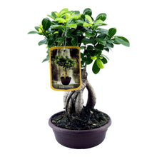 Kamerplant - Ficus Microcarpa Ginseng - Pot Ø 14cm Hoogte ↕ 30cm