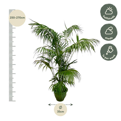 XL kamerplant - Kentia Palm XXL - Pot Ø 32-40cm Hoogte ↕ 260cm